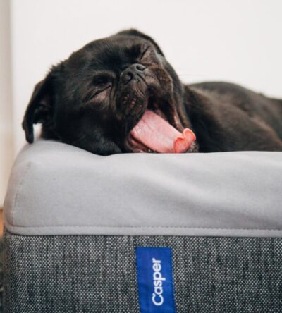 Organic pet matress