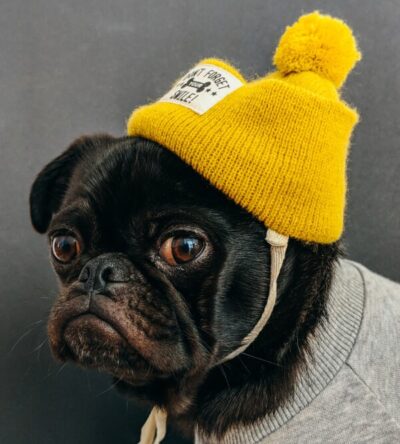 Dog Yellow Beanny