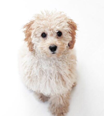 White Puppy