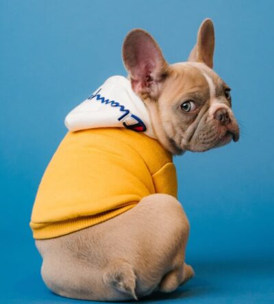 Dog Yellow sweater