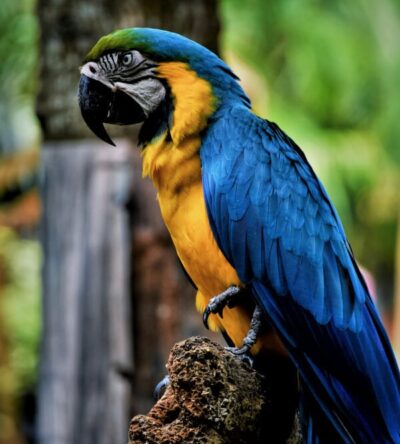 Amazon Parrot
