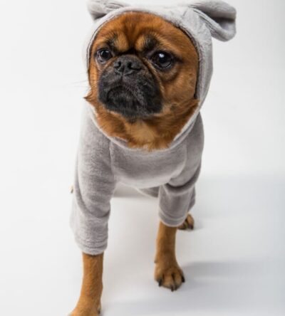 Cute little puppy sweater