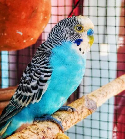 Exotic Parrot
